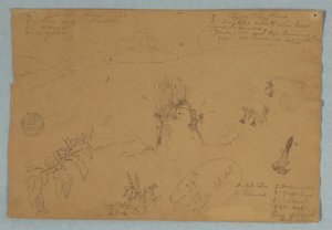 Botanical and Cloud Sketches Near Quito, Ecuador, June 24, 1857