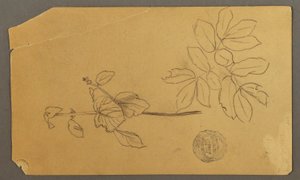Sketches. Stem of a Plant. Boughs with Leaves, possibly 1877 by Frederic Edwin Church
