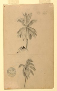 Two Sketches. Palms, 1857 by Frederic Edwin Church