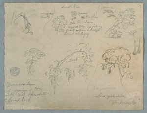 Five Botanical Studies with a Hanging Monkey, Probably Colombia, 1853 by Frederic Edwin Church