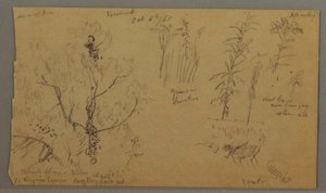 Flora Studies, October 6, 1865