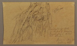 Hanging Roots, Galleway Hill, August 1865 by Frederic Edwin Church