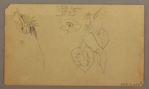 Landscape; Verso: Botanical Sketches, 1865