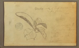 Leaves, 1857 by Frederic Edwin Church
