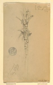 Leaves and Stem of a Palm Tree, Aspinwall, Panama, May 15, 1857 by Frederic Edwin Church