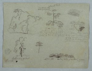 Nature Studies including a Candelabra Tree with a Sloth, Rio Magdalena, Colombia, May 1853 by Frederic Edwin Church