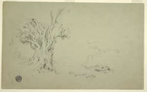 Olive Tree, Mount of Olives, April 1868 by Frederic Edwin Church