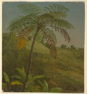 Palm Tree, Jamaica, June 1865 by Frederic Edwin Church