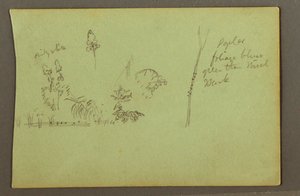 Plant Studies, possibly 1856