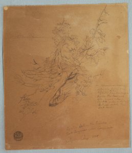 Rugged Tree at the Canadian Bank below Niagara Falls, September 1856 by Frederic Edwin Church