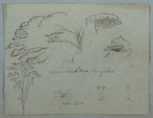 Studies from the Rio Magdalena, Colombia: Tree Tops, Flying White Bird, Vines, and Three Flowering Plants, 1853, probably May by Frederic Edwin Church