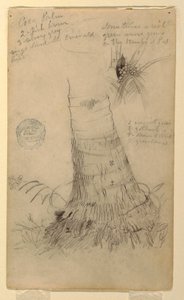 Studies of a Coco Palm, May and June, 1857