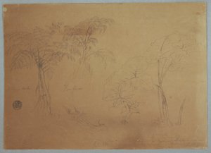 Study of Two Trees and Three Plants, near Jorje, Ecuador, July 23, 1857 by Frederic Edwin Church