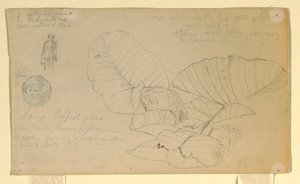Study of a man; Study of, possibly June 1857 by Frederic Edwin Church