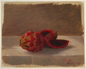 The Pitajaya Fruit, Columbia, June 1853 by Frederic Edwin Church