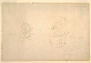 Tree and Dead Tree Trunk, September 1844 by Frederic Edwin Church