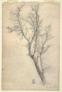 Tree with Many Boughs, July 1844 by Frederic Edwin Church