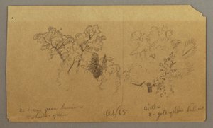 Two Tree Studies, October 1865 by Frederic Edwin Church