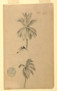 Drawings. Two sketches. Palms. by Frederic Edwin Church