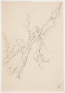 Gnarled Dead Tree