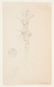 Leaves and Stem of a Palm Tree, Aspinwall, Panama by Frederic Edwin Church