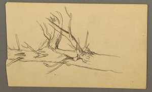Middle Section of a Dead Tree Trunk