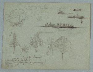 Sketches from the Rio Magdalena, Colombia: Plants, Steamer, and a Champan by Frederic Edwin Church