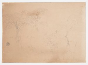 Study of Two Trees and Three Plants, near Jorje, Ecuador
