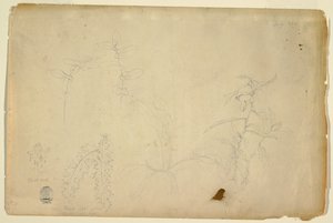 Thorns and Thistles by Frederic Edwin Church