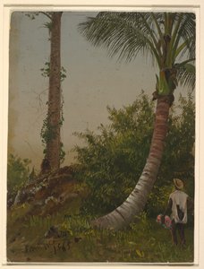 Trees in Jamaica, West Indies