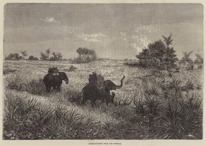 India and the Prince of Wales, Tiger-Shooting from the Howdah