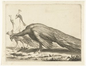 Peacocks (The Drawing Book of Abraham Bloemaert series) by Frederick Bloemaert