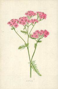 Achillea by Frederick Edward Hulme
