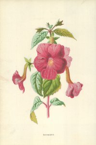Achimenes by Frederick Edward Hulme