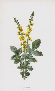 Agrimony by Frederick Edward Hulme