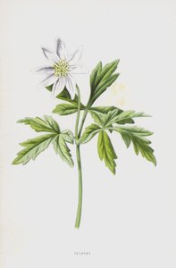 Anemone