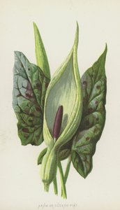 Arum or Cuckoo-Pint