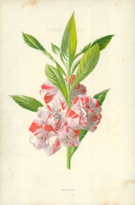 Balsam by Frederick Edward Hulme