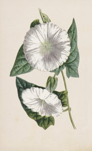 Bindweed by Frederick Edward Hulme