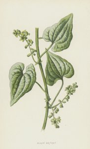 Black Bryony