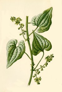 Black Bryony, 1877