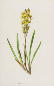 Bog Asphodel