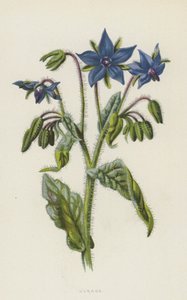 Borage