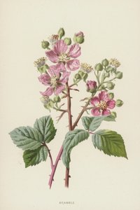 Bramble by Frederick Edward Hulme