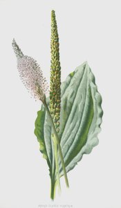 Broad-Leaved Plantain by Frederick Edward Hulme