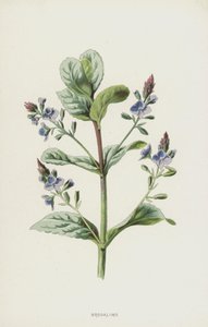 Brooklime by Frederick Edward Hulme