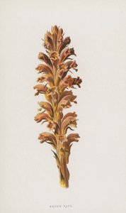 Broom Rape by Frederick Edward Hulme