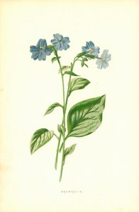 Browallia by Frederick Edward Hulme