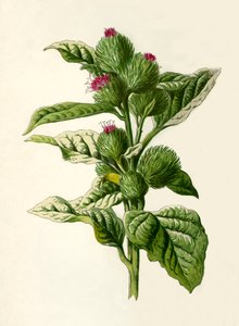 Burdock