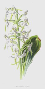 Butterfly Orchis